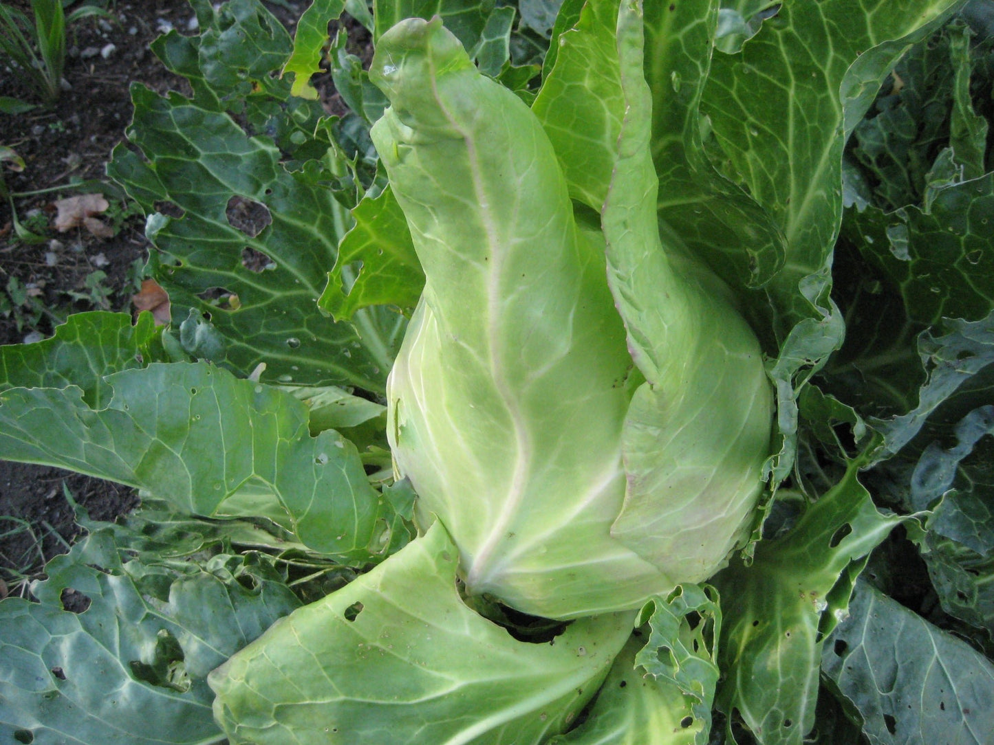 Early Jersey Wakefield Cabbage - Greta's Family Gardens