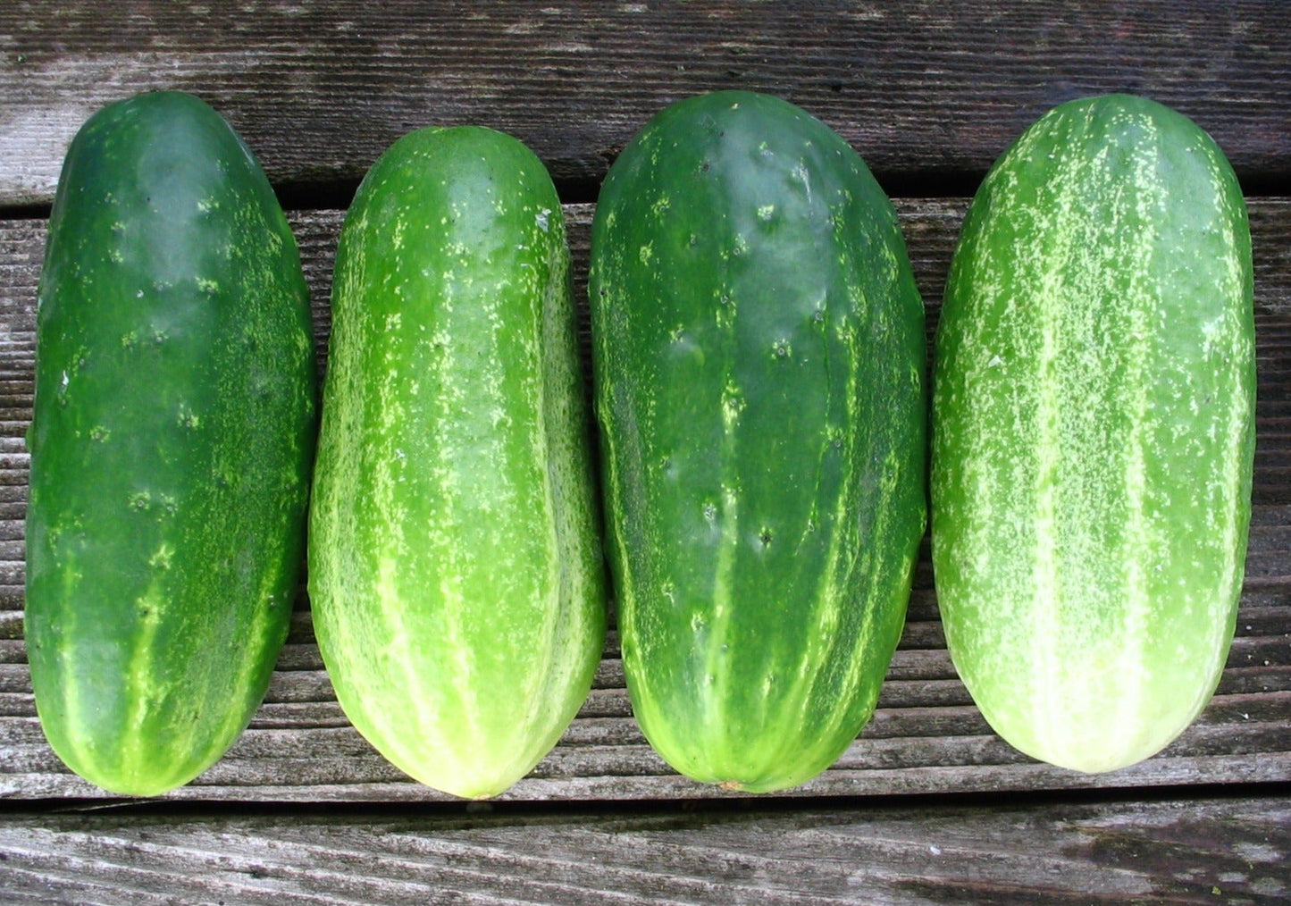 Early Russian Pickling Cucumber - Organic - Greta's Family Gardens