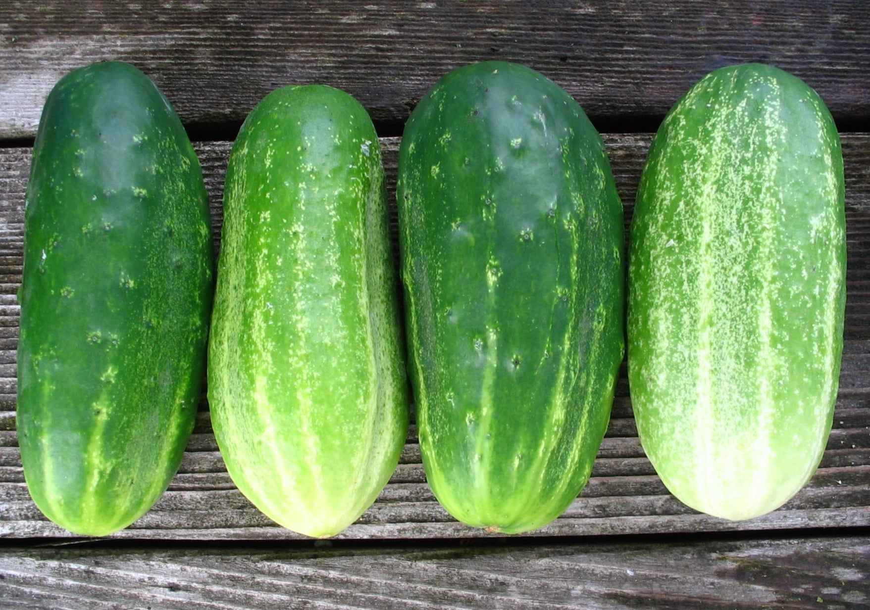 Early Russian Pickling Cucumber - Organic - Greta's Family Gardens