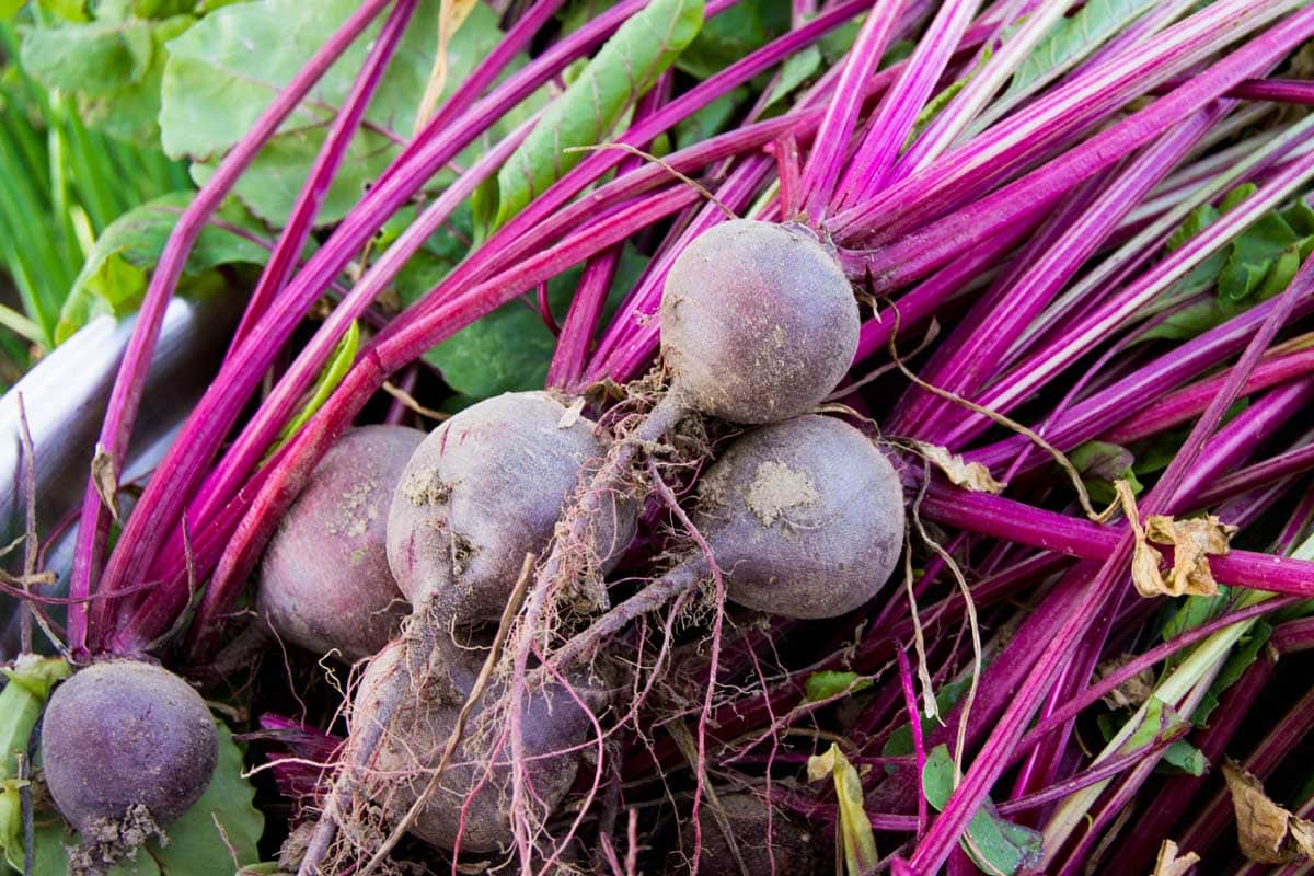 Early Wonder Beets - Organic - Greta's Family Gardens