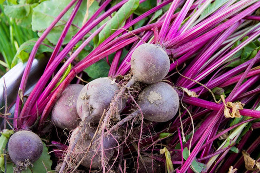 Early Wonder Beets - Organic - Greta's Family Gardens