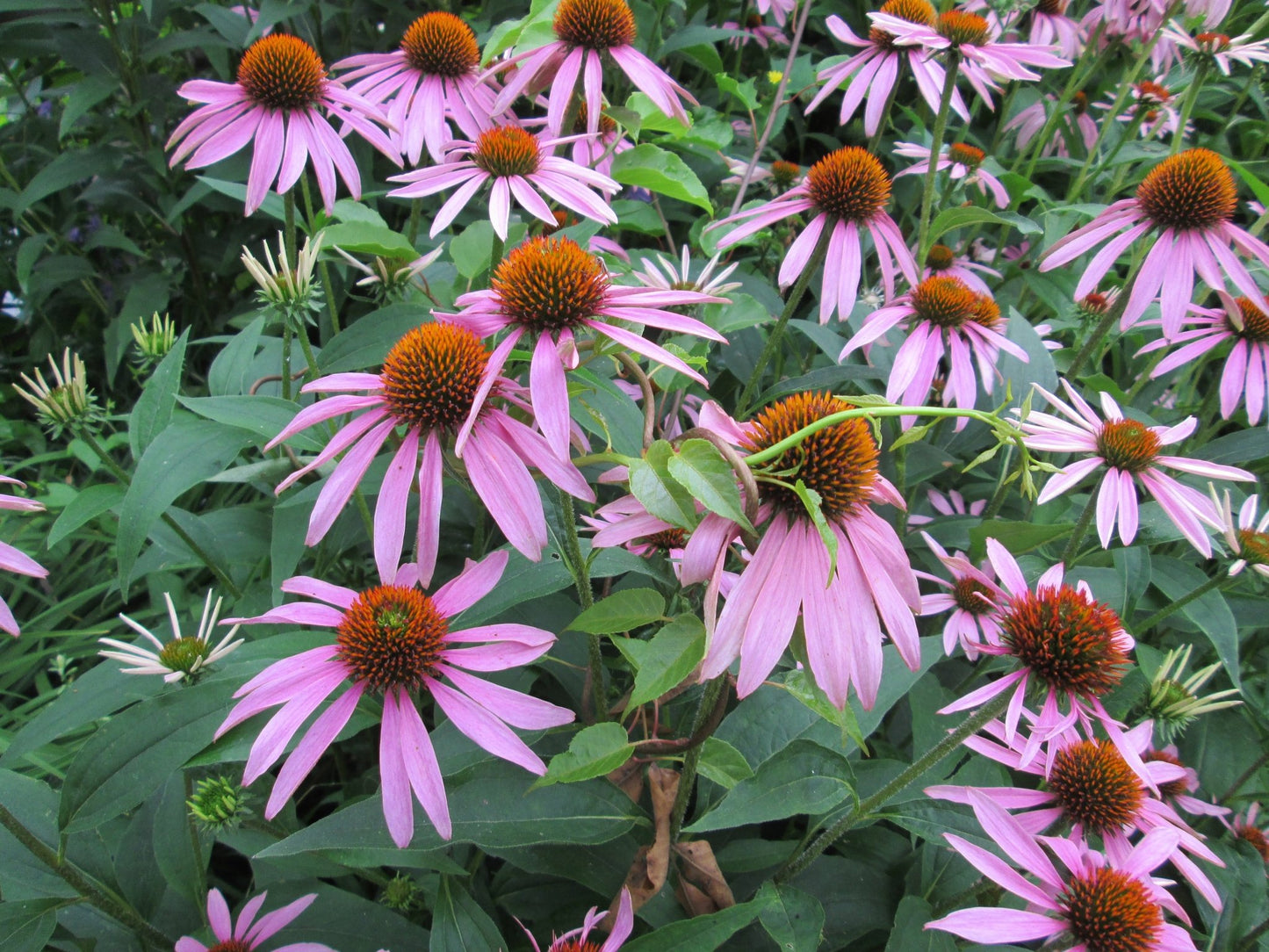 Echinacea - Organic - Greta's Family Gardens