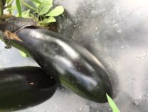 Eggplant Sons & Daughters - Organic - Greta's Family Gardens