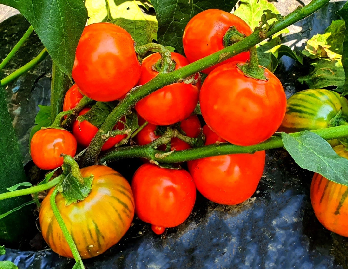 Eggplant Turkish Orange - Greta's Family Gardens