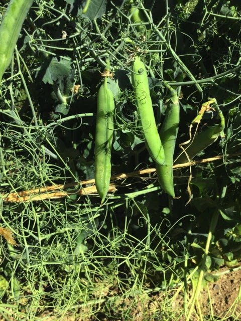 Emerald Archer Shelling Pea - Organic - Greta's Family Gardens