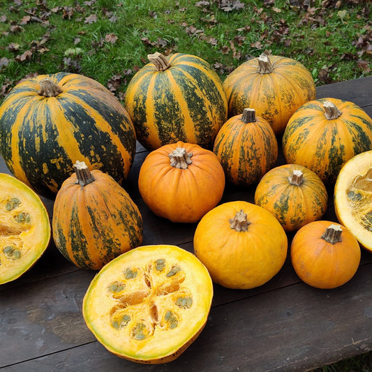 Emerald Naked Seed Pumpkin - Organic - Greta's Family Gardens