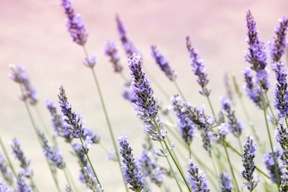 English Lavender - Greta's Family Gardens