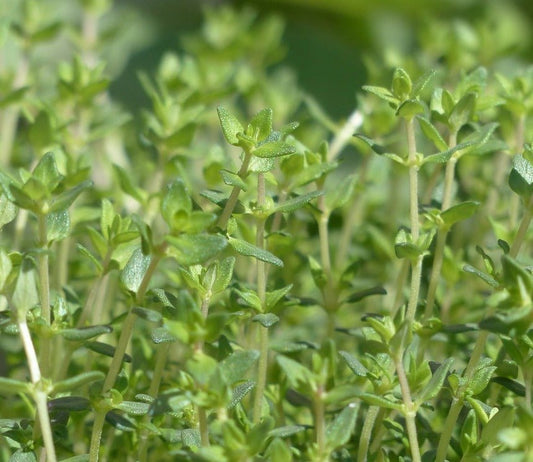 English Thyme - Organic - Greta's Family Gardens