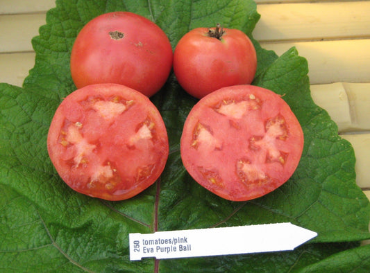 Eva Purple Ball Tomato - Organic - Greta's Family Gardens