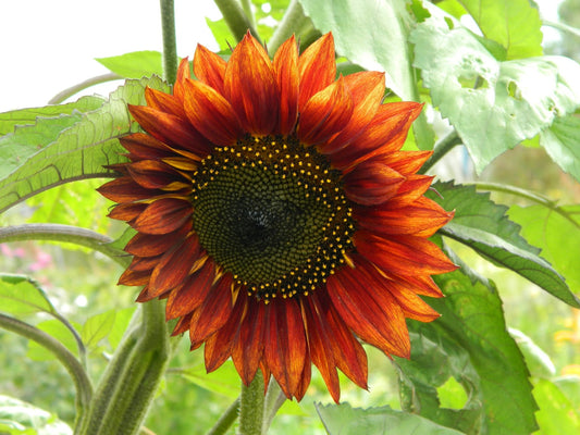 Evening Colours Sunflower - Organic - Greta's Family Gardens