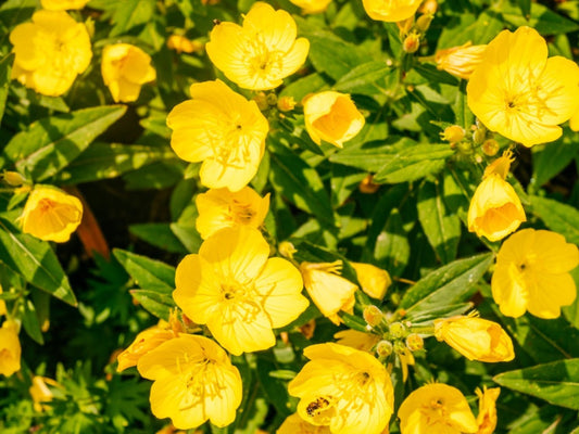 Evening Primrose - Greta's Family Gardens