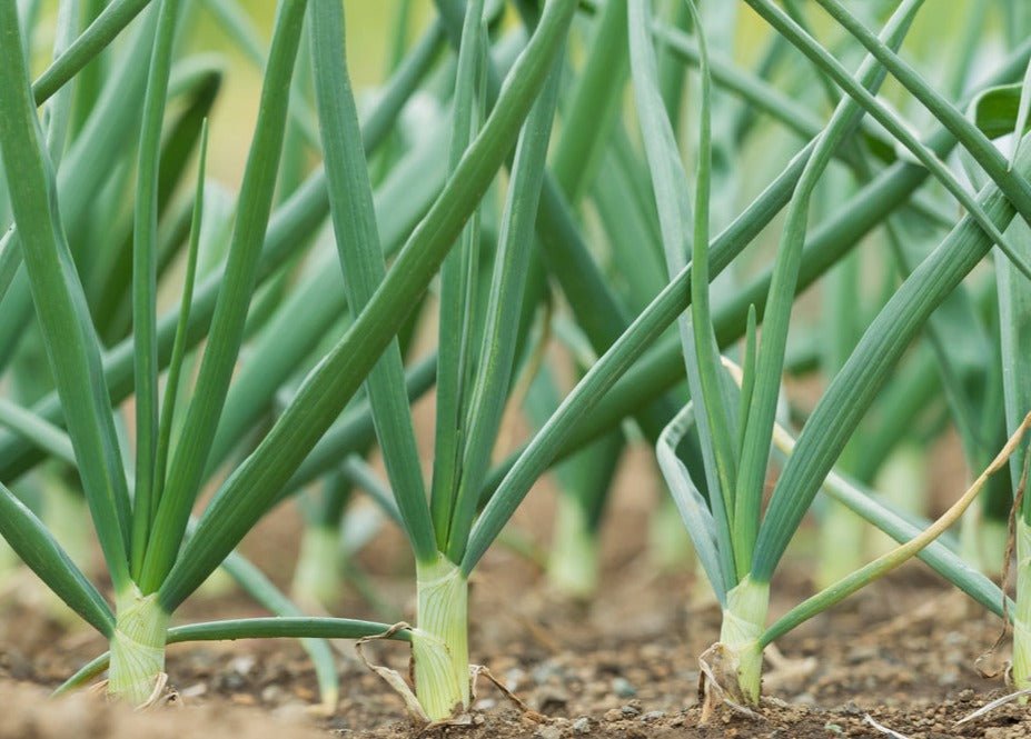 Evergreen Bunching Onions - Greta's Family Gardens