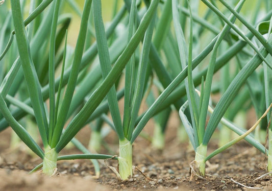 Evergreen Bunching Onions - Organic - Greta's Family Gardens