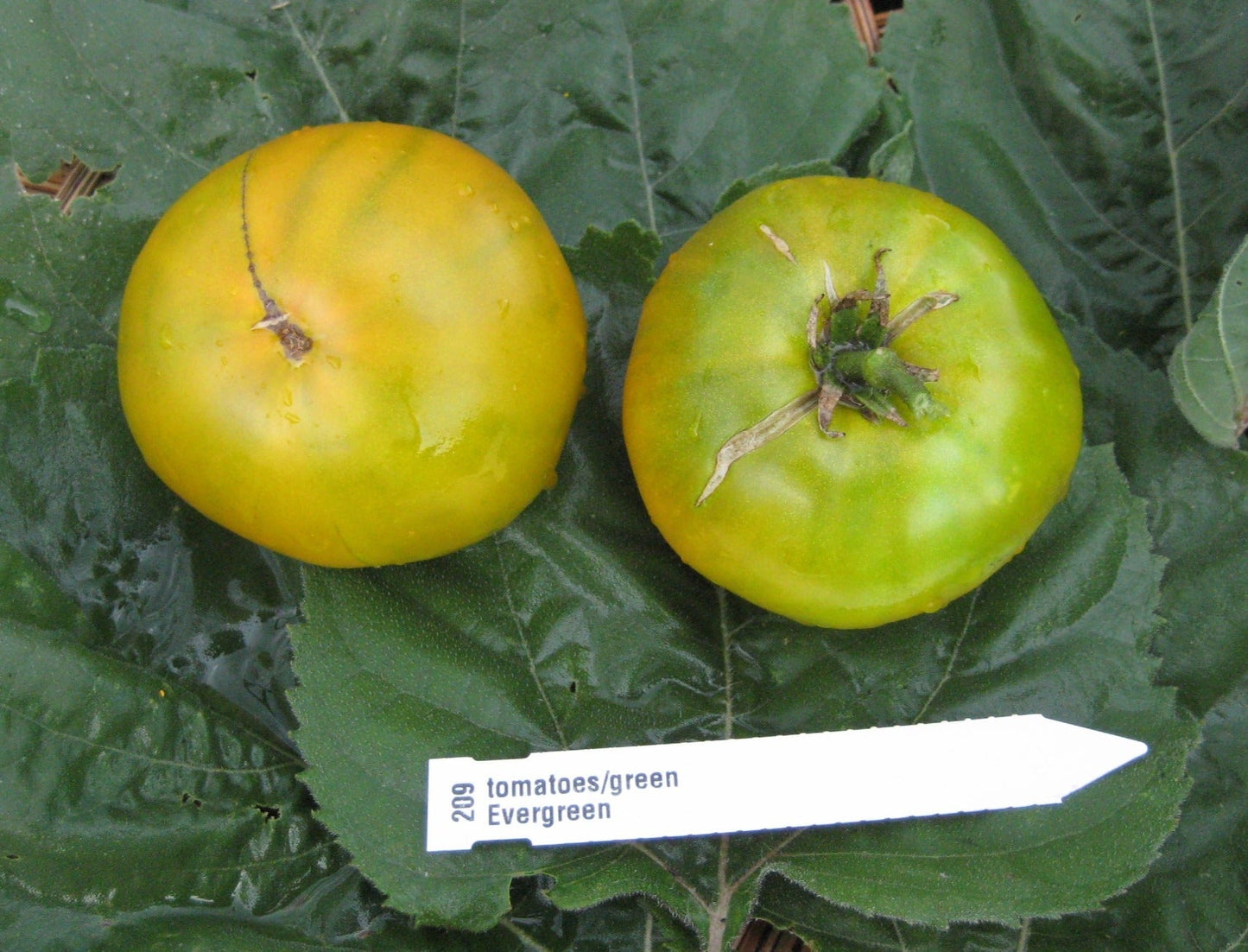 Evergreen Emerald Tomato - Organic - Greta's Family Gardens