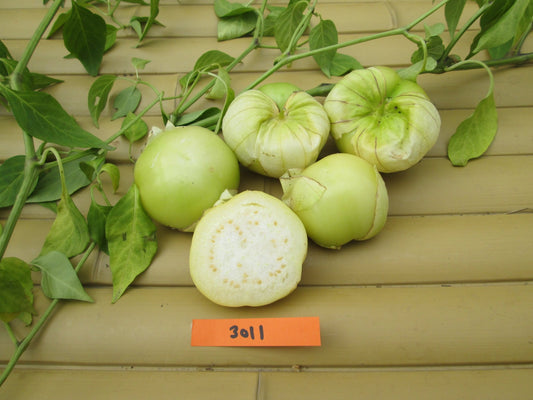 Everona Tomatillo - Organic - Greta's Family Gardens