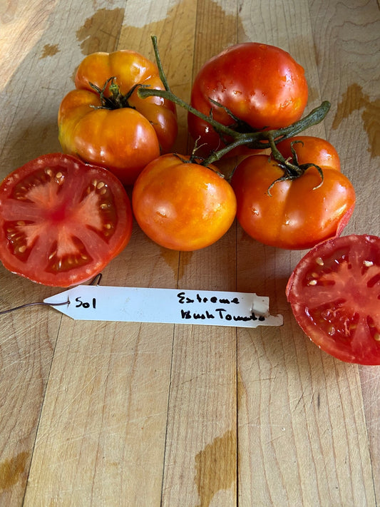 Extreme Bush Tomato - Greta's Family Gardens