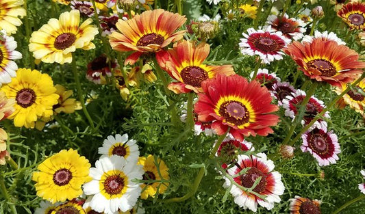 Fancy Pants Daisy Mix - Greta's Family Gardens