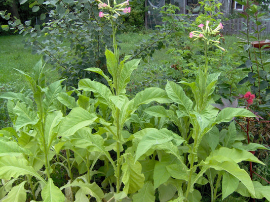 Farmer Smith's Smoking Tobacco - Greta's Family Gardens