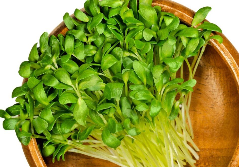 Fenugreek Microgreens - Greta's Family Gardens