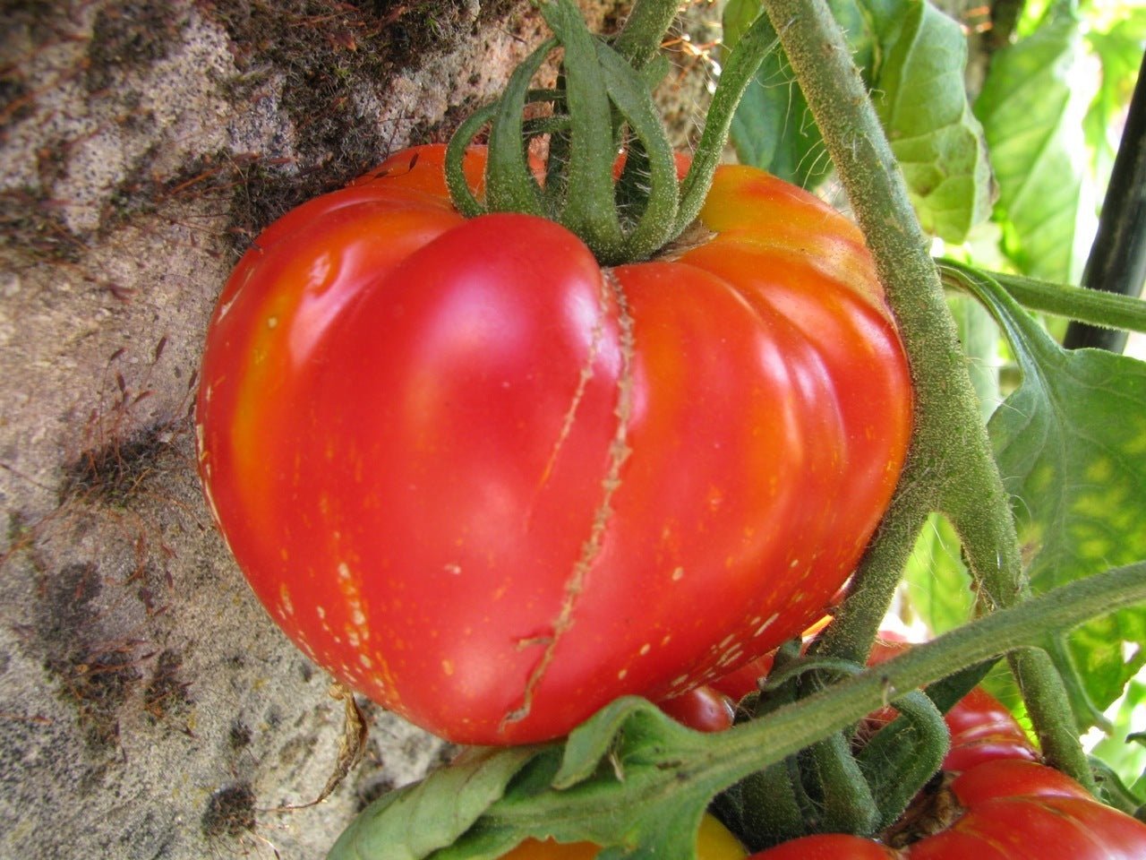 Feuerwerke Tomato - Organic - Greta's Family Gardens