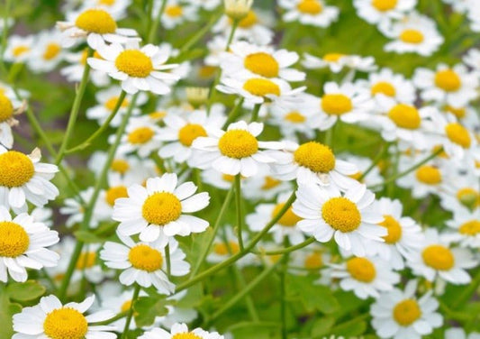 Feverfew - Greta's Family Gardens