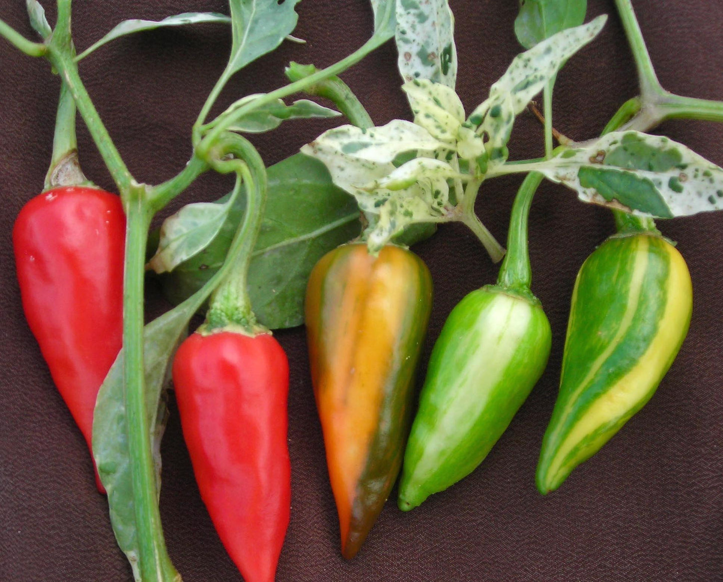 Fish Hot Pepper - Greta's Family Gardens