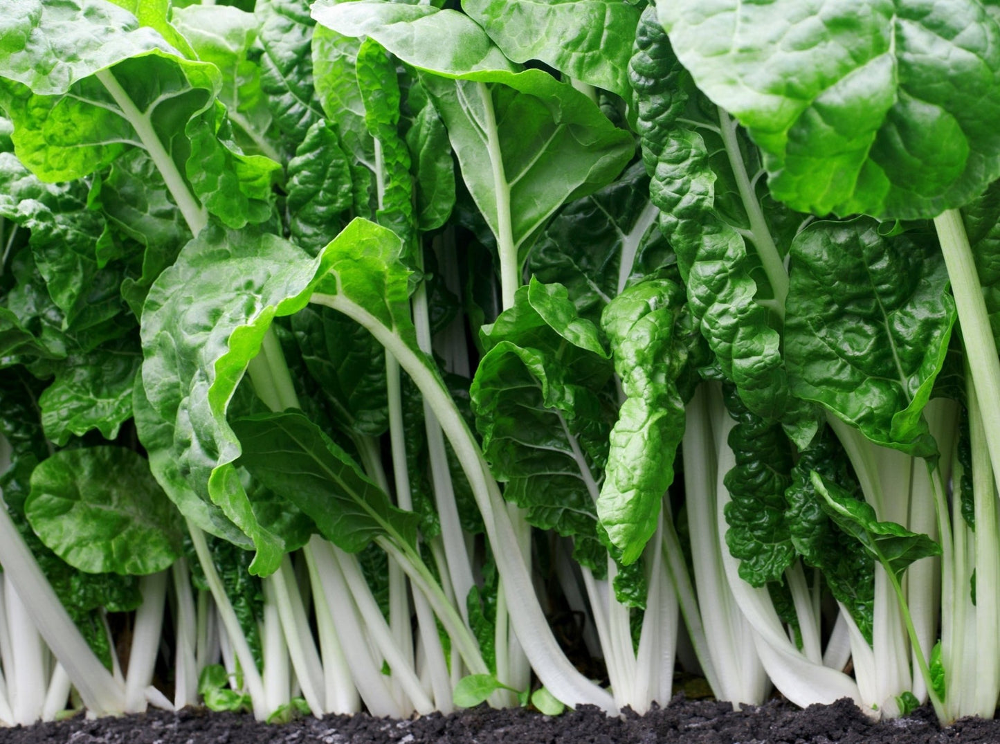 Fordhook Giant Chard - Organic - Greta's Family Gardens