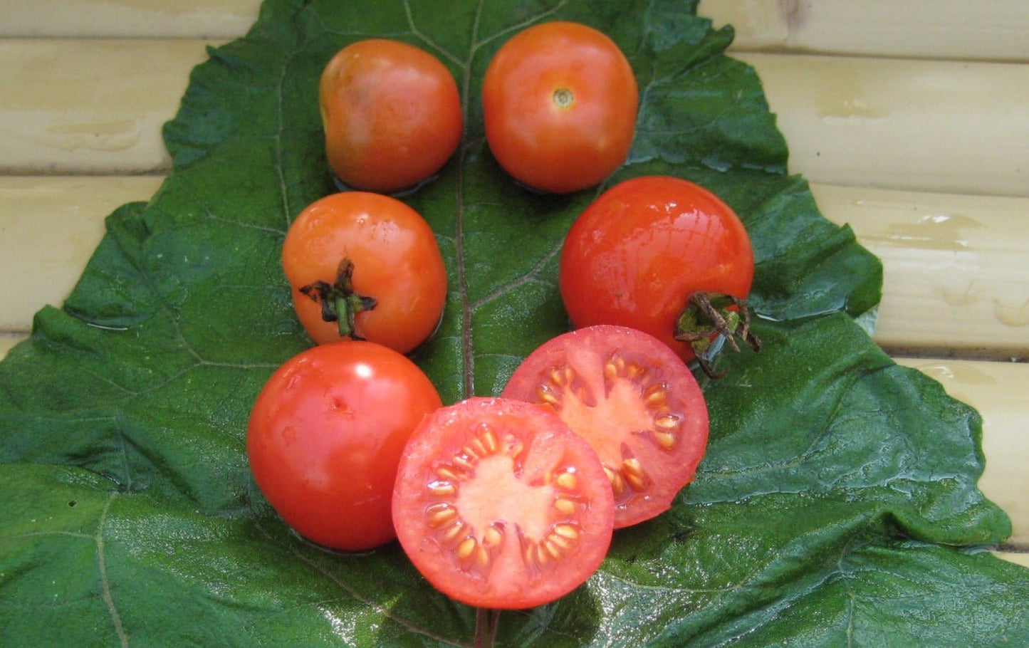 Fox Cherry Tomato - Organic - Greta's Family Gardens