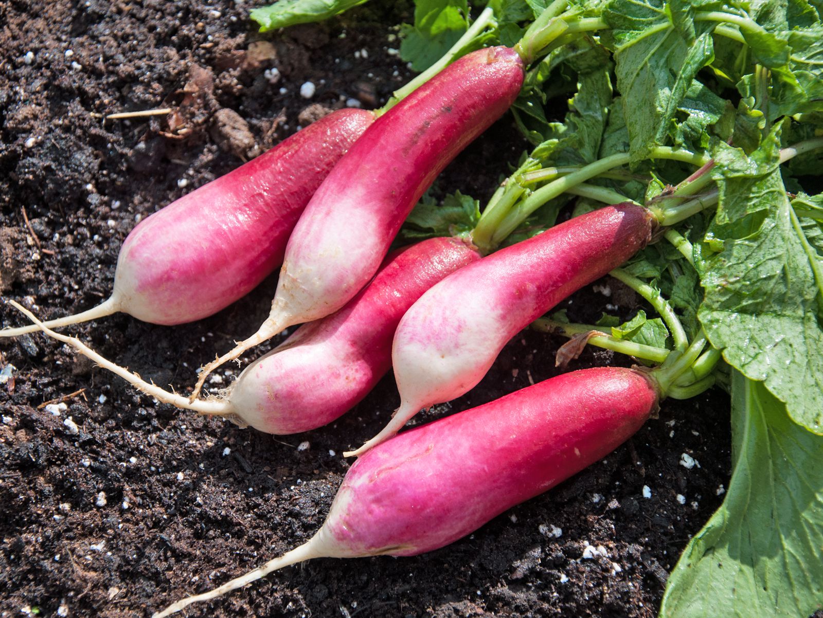 French Breakfast Radish - Organic - Greta's Family Gardens