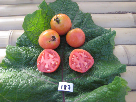 Fuzzy Tomato - Organic - Greta's Family Gardens