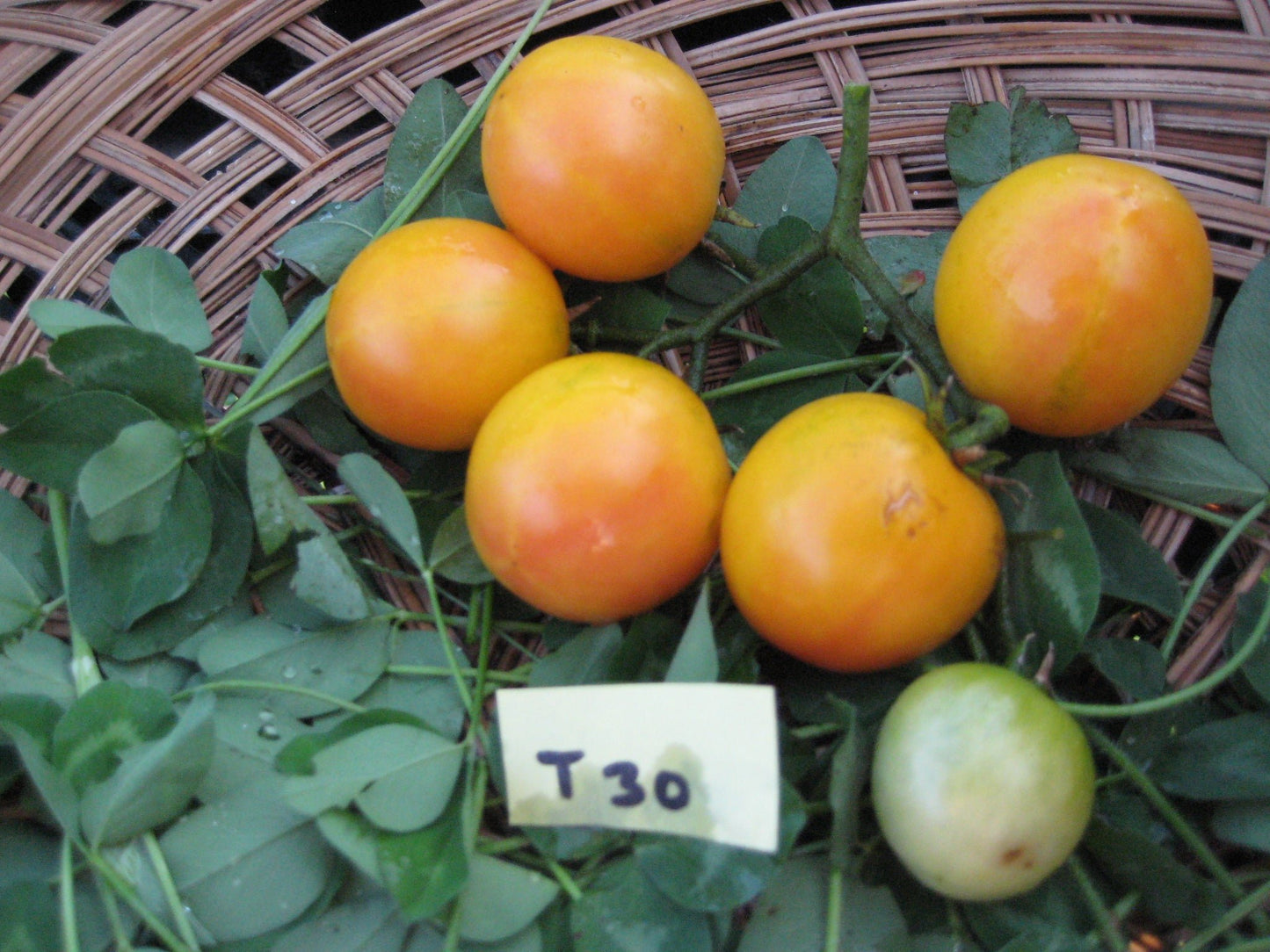 Gajo de Melon Tomato - Organic - Greta's Family Gardens