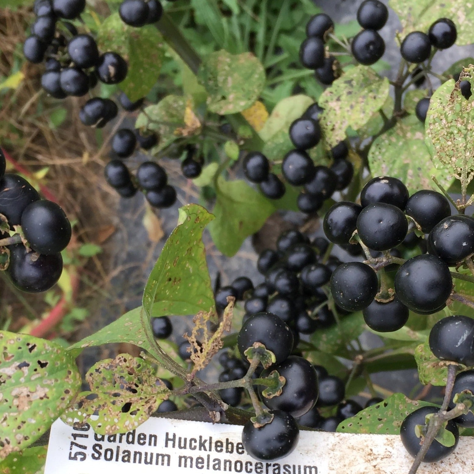 Garden Huckleberry - Organic - Greta's Family Gardens