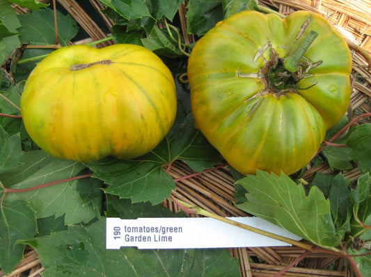 Garden Lime Tomato - Organic - Greta's Family Gardens