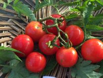 Gardener's Delight Tomato - Greta's Family Gardens