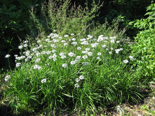 Garlic Chives - Organic - Greta's Family Gardens