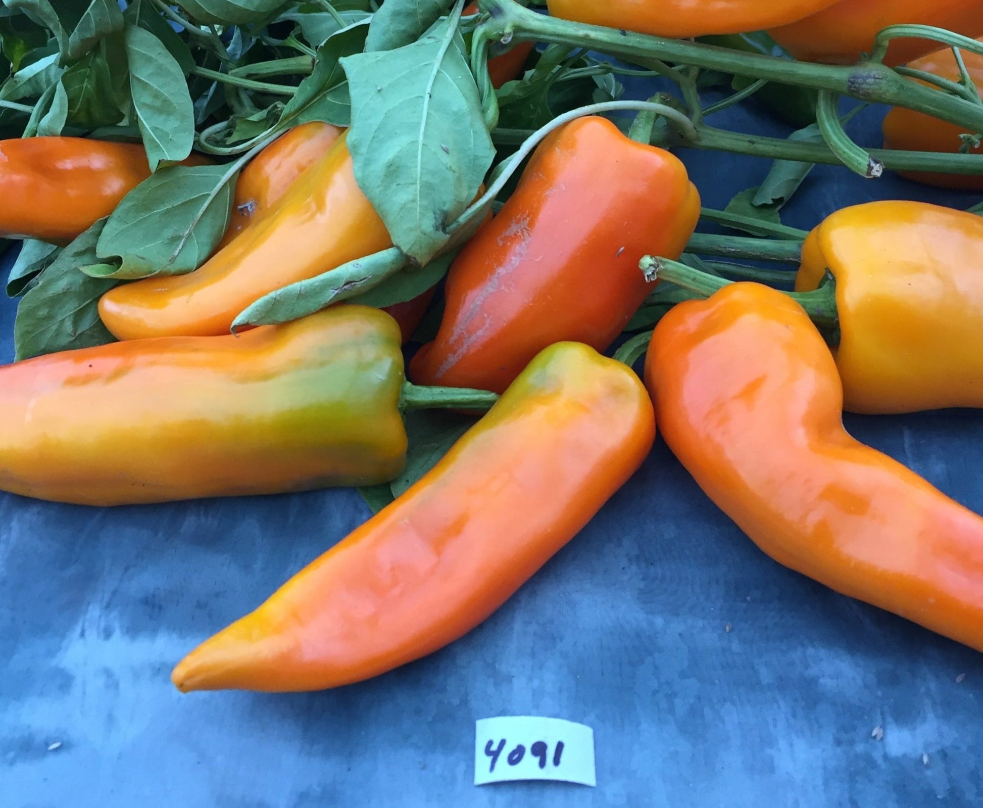 Gatherer's Gold Pepper - Greta's Family Gardens