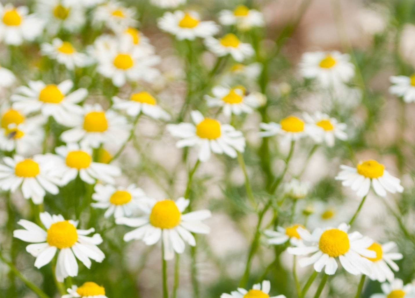 German Chamomile - Organic - Greta's Family Gardens