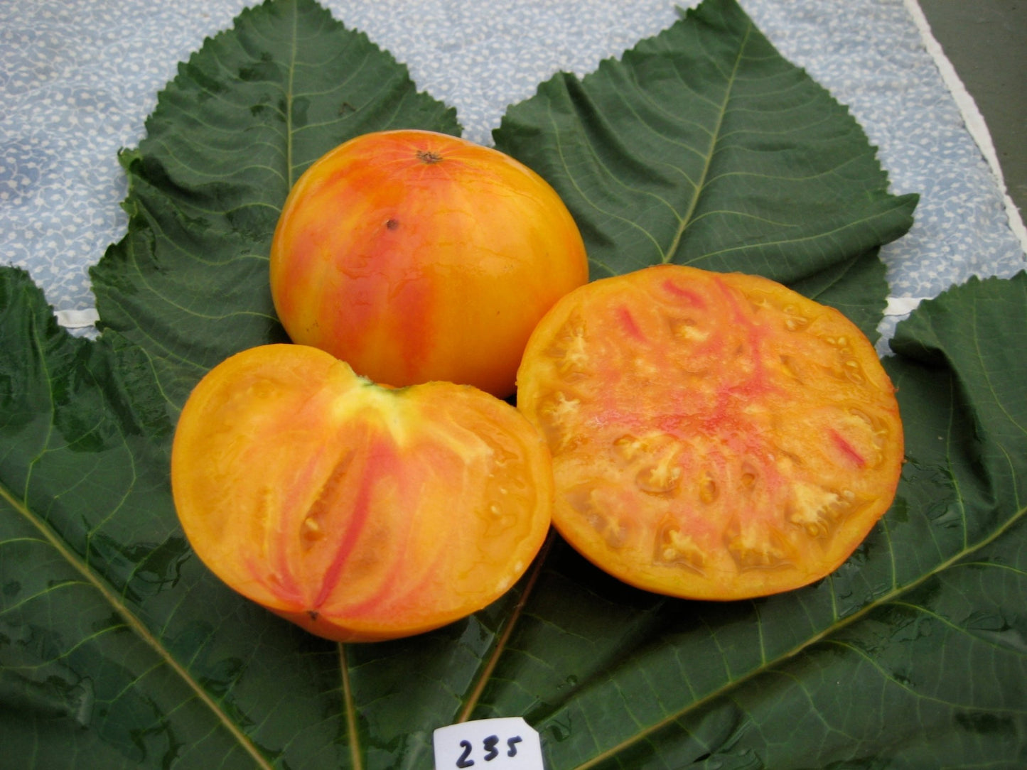 German Gold Tomato - Organic - Greta's Family Gardens