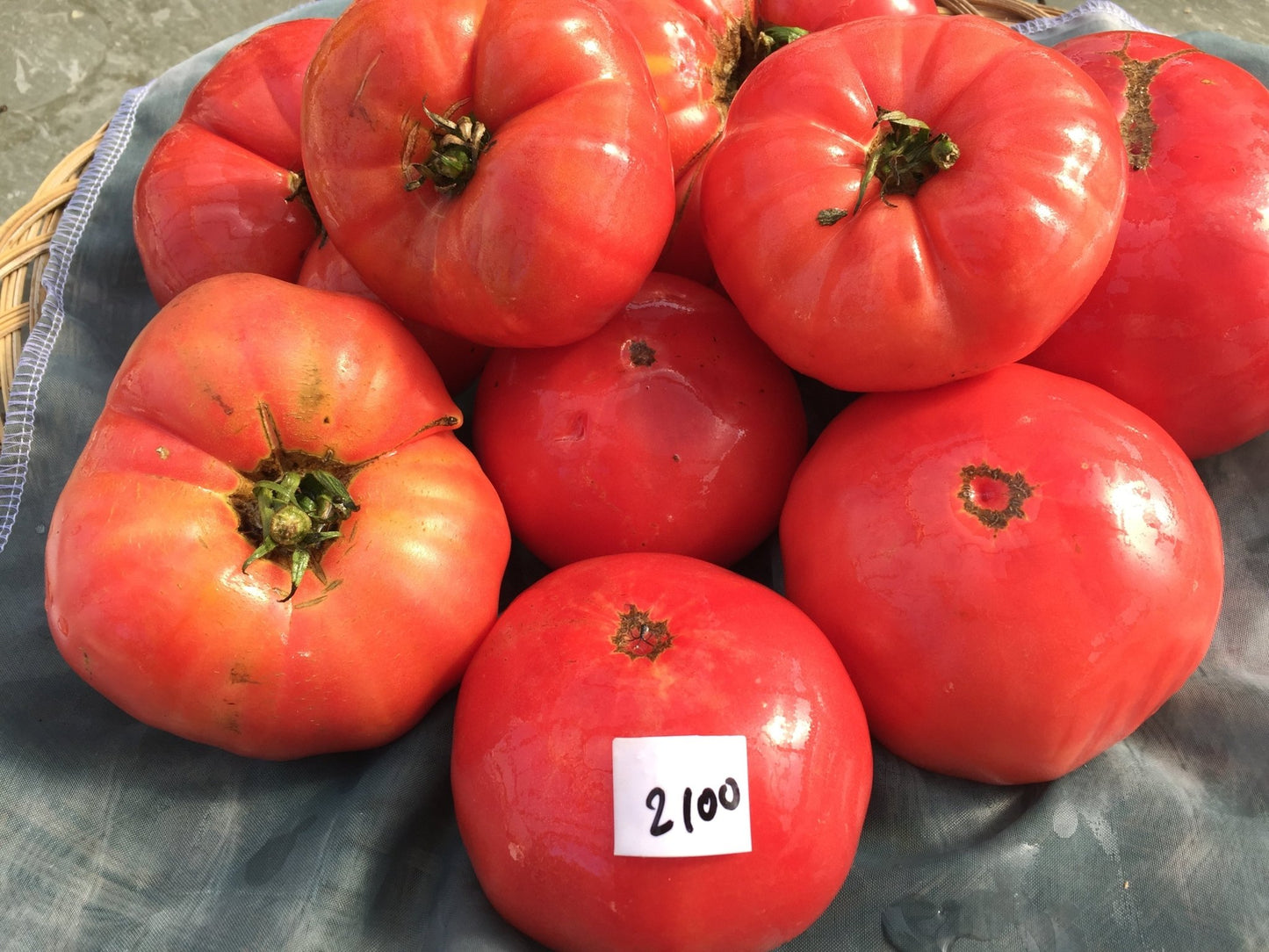 German Pink Tomato - Organic - Greta's Family Gardens