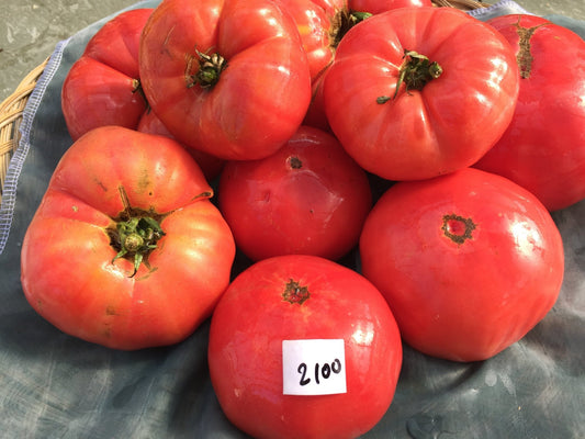 German Pink Tomato - Organic - Greta's Family Gardens