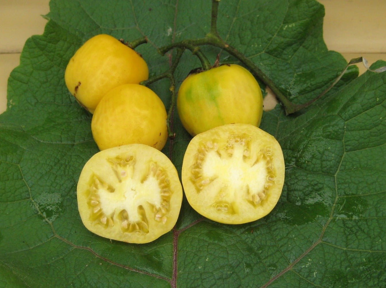 Ghost Cherry Tomato - Organic - Greta's Family Gardens