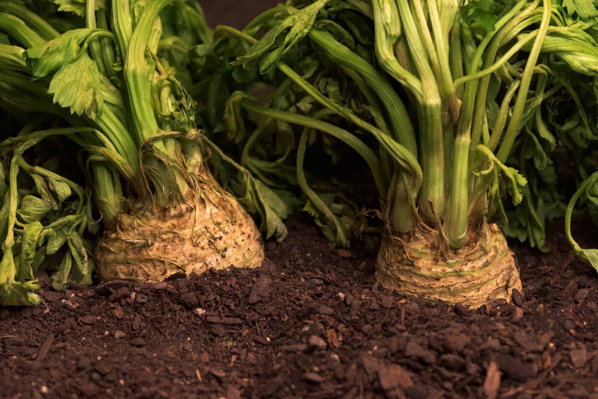 Giant Prague Celeriac - Greta's Family Gardens