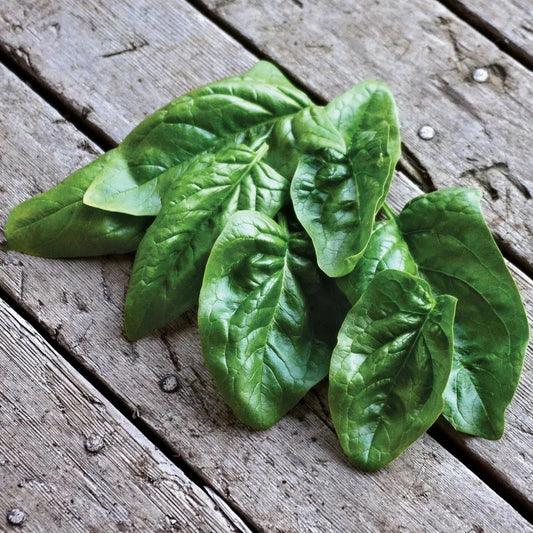 Giant Winter Spinach - Organic - Greta's Family Gardens