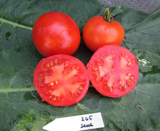 Glamour Tomato - Organic - Greta's Family Gardens