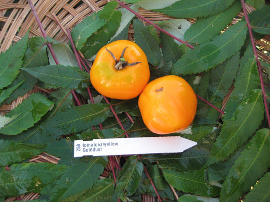 Gold Dust Tomato - Organic - Greta's Family Gardens