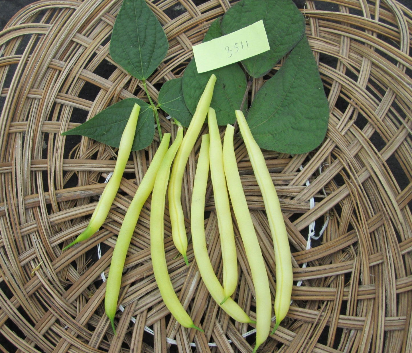 Gold Rush Beans - Organic - Greta's Family Gardens