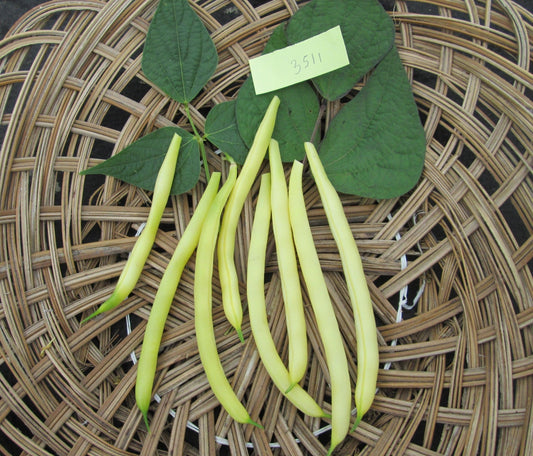 Gold Rush Beans - Organic - Greta's Family Gardens