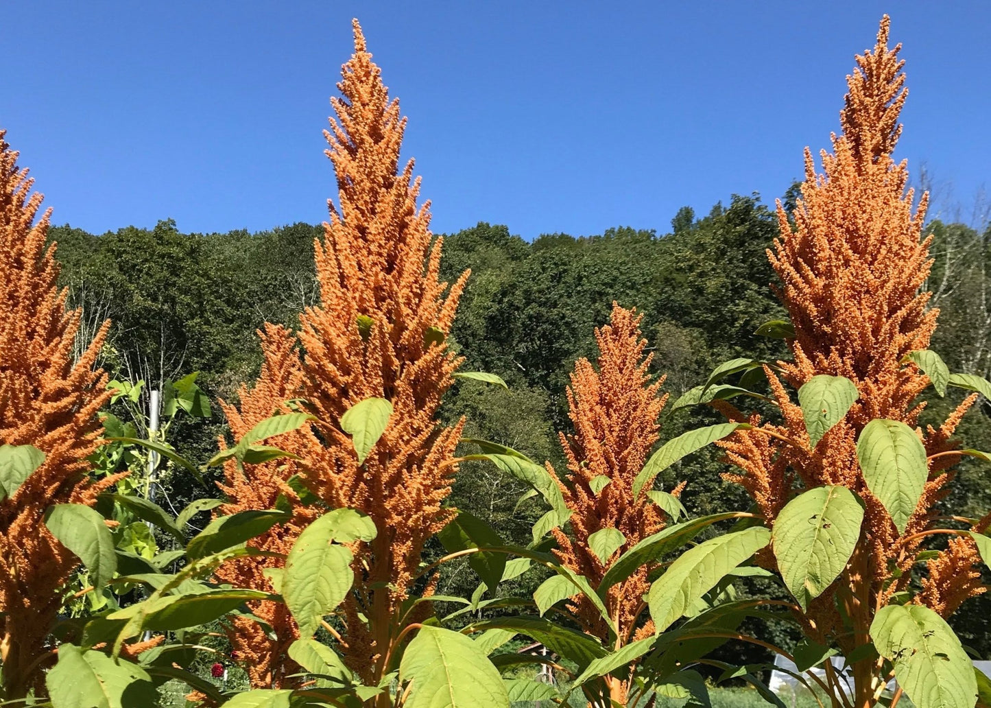 Golden Amaranth grains - Organic - Greta's Family Gardens