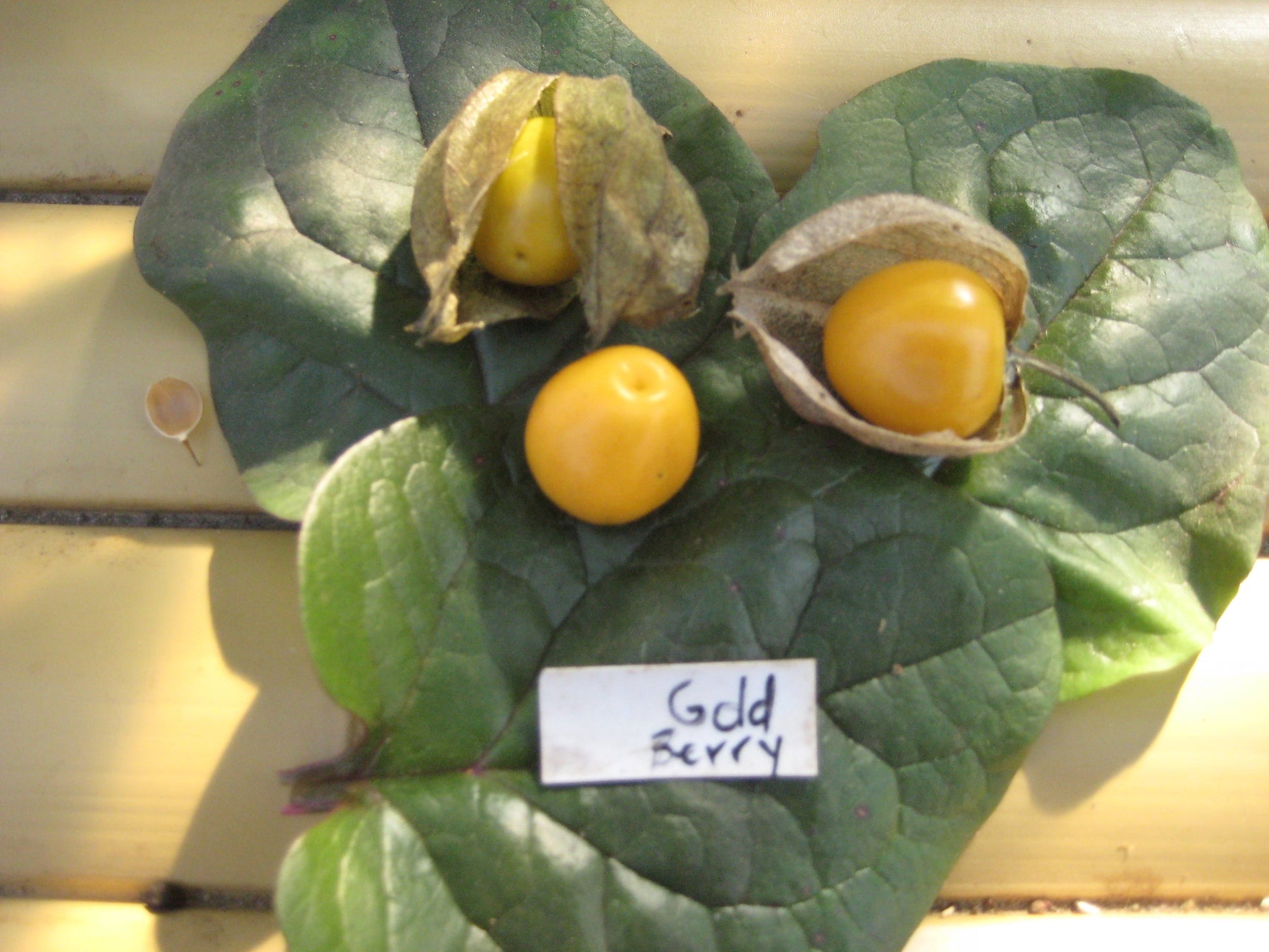 Golden Berry Groundcherry - Organic - Greta's Family Gardens