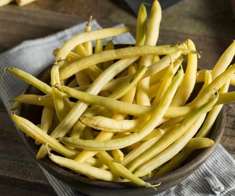 Golden Butterwax Bush - Greta's Family Gardens